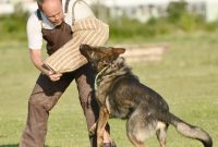 Types of Dog Training - Whole Dog Journal What To Check Before Buying A Used Car