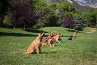 Dog Training in Waddell, AZ. DTE What Are The Benefits Of Using Cloud Storage Services