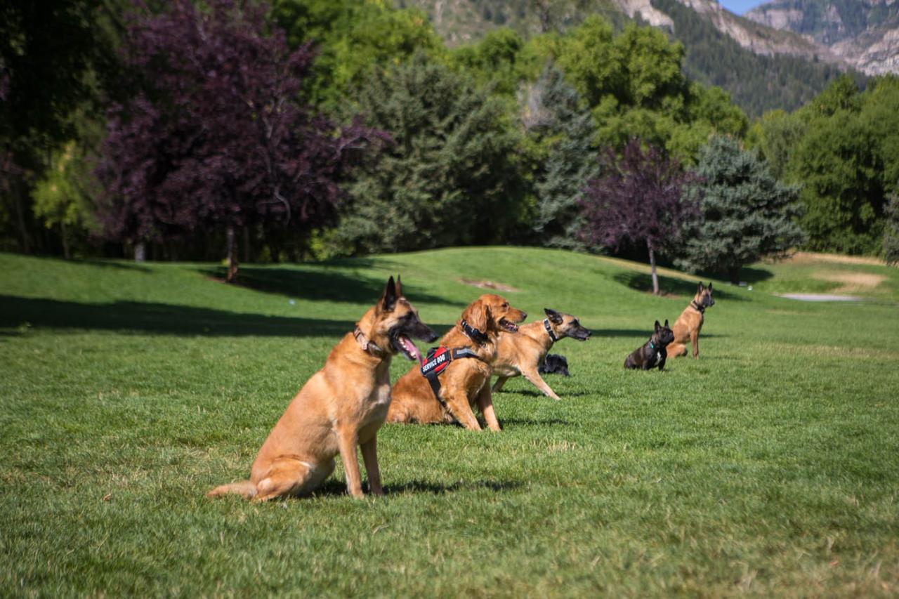 Dog Training in Waddell, AZ. DTE What Are The Benefits Of Using Cloud Storage Services