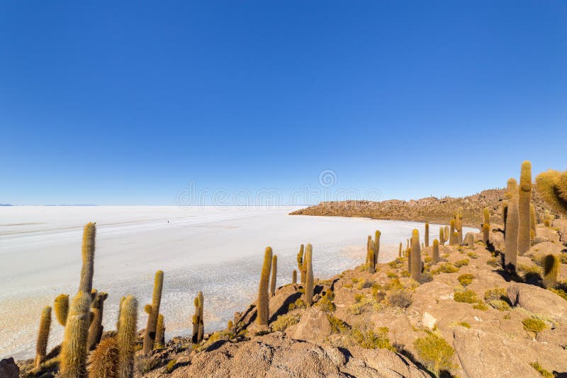 Incahuasi Island, Uyuni Salt Flats, Bolivia - Visit South America What Are The Common Types Of Legal Contracts?