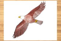 Eagles Drawings Color Top Tips For Effective Personal Finance Management